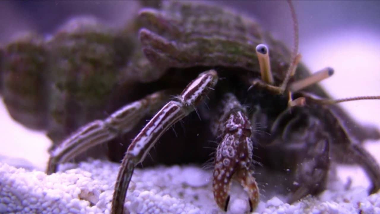 HD Salt Water Hermit Crabs and Snails on Vimeo
