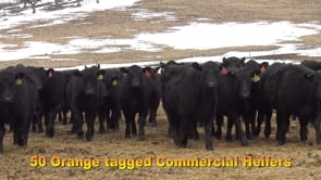 Lot #101 - COMMERCIAL HEIFERS