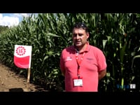 Emilio Fernández. Ganadería La Corona (Gozón. Asturias)