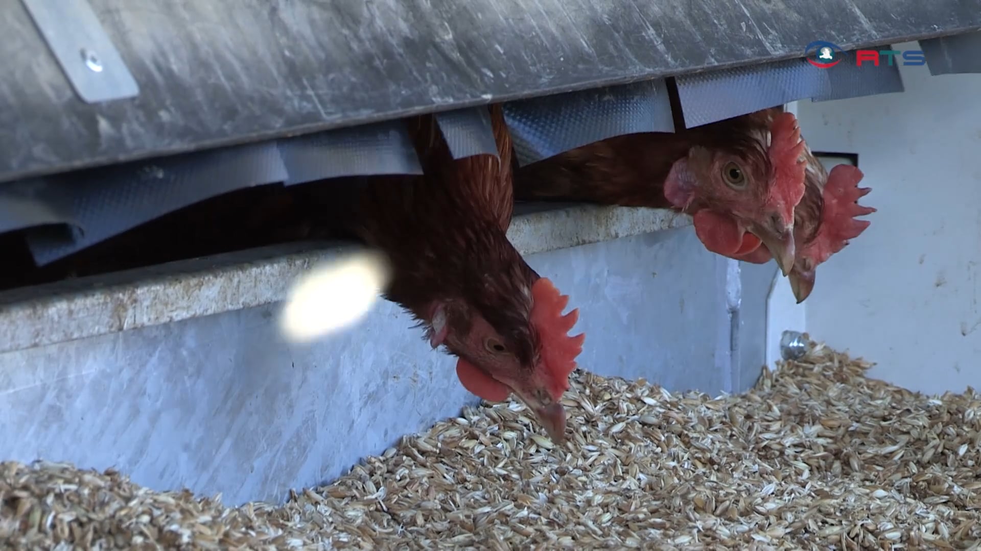 huehnerhaltung-mal-anders-sonnenhuhn-aus-hallein-nutzt-ein-huehnermobil