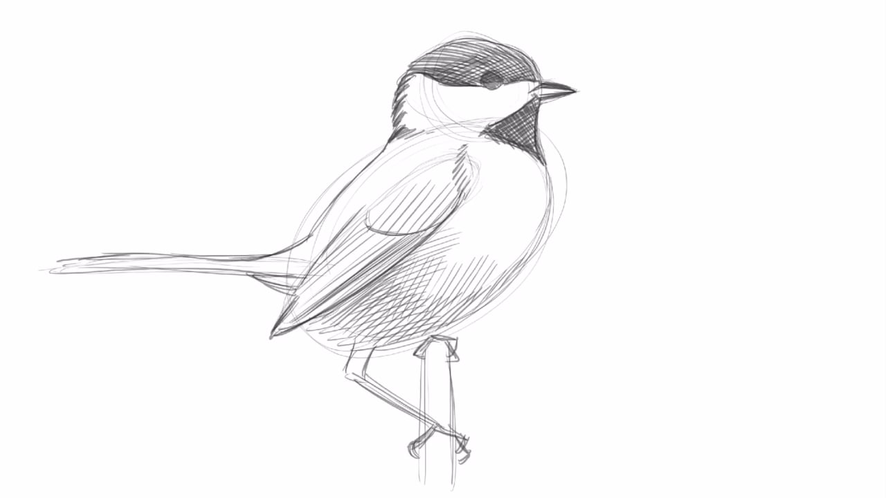 Drawing a Black-capped Chickadee with David Allen Sibley