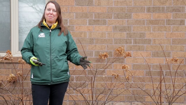 How to Prune Panicle & Smooth Hydrangeas