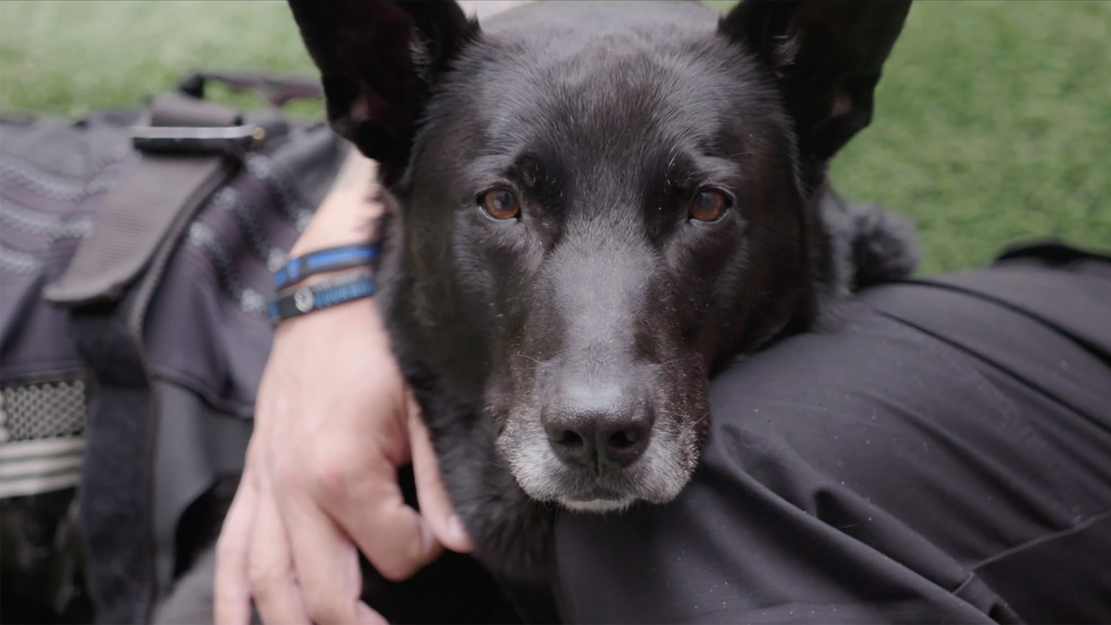 PDSA - HURRICANE'S ORDER OF MERIT