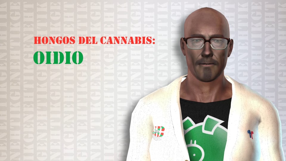 Hongos del cannabis - Oidio