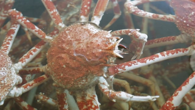 Delicacies From Japan S Deepest Bay In Heda Spider Crabs And Freshwater Prawns Shungate