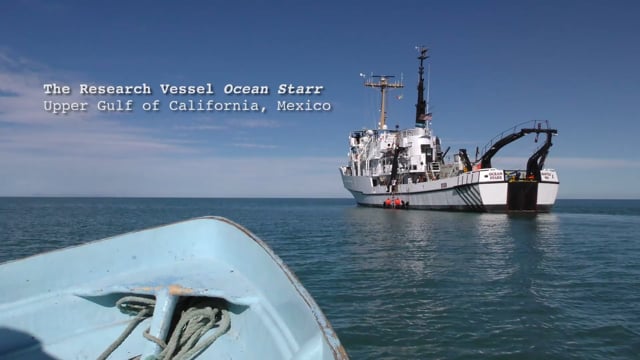 Souls of the Vermilion Sea: Searching for the Vaquita