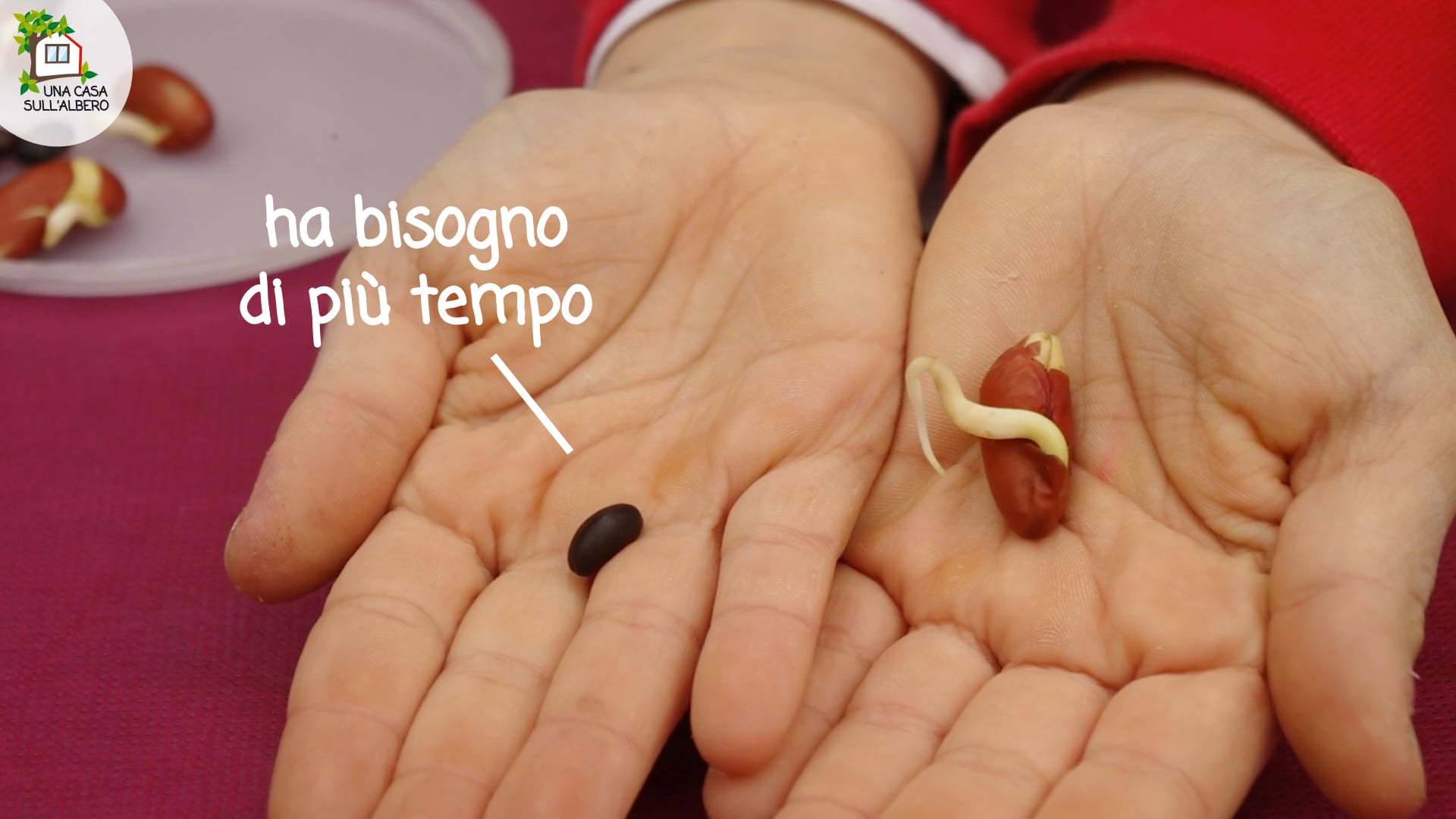 PIANTIAMOLA, semina dei fagioli, 2° puntata