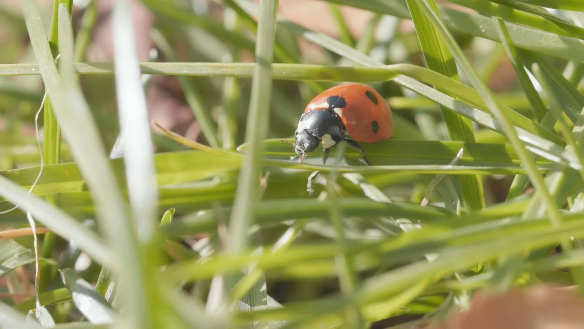 A ladybug in slowmotion