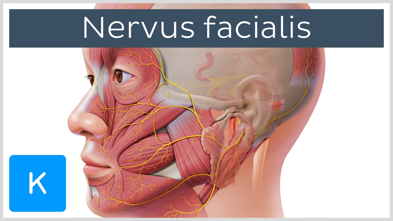 Nervus facialis