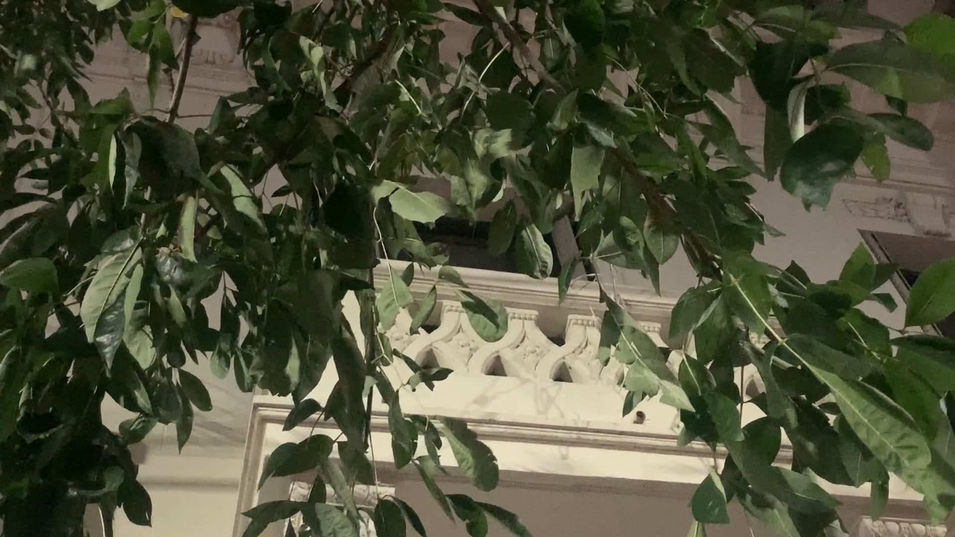 Leila Loforte - Suelta su Piel Cuatro o Más Veces