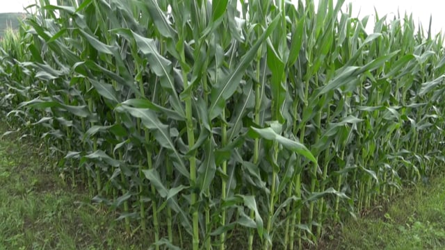 Servizo Rexional de Investigación e Desenvolvemento Agroalimentario (Serida)