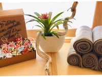 Policrea si veste di Stelle 08.12.18