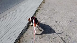 Les mascotes i el confinament