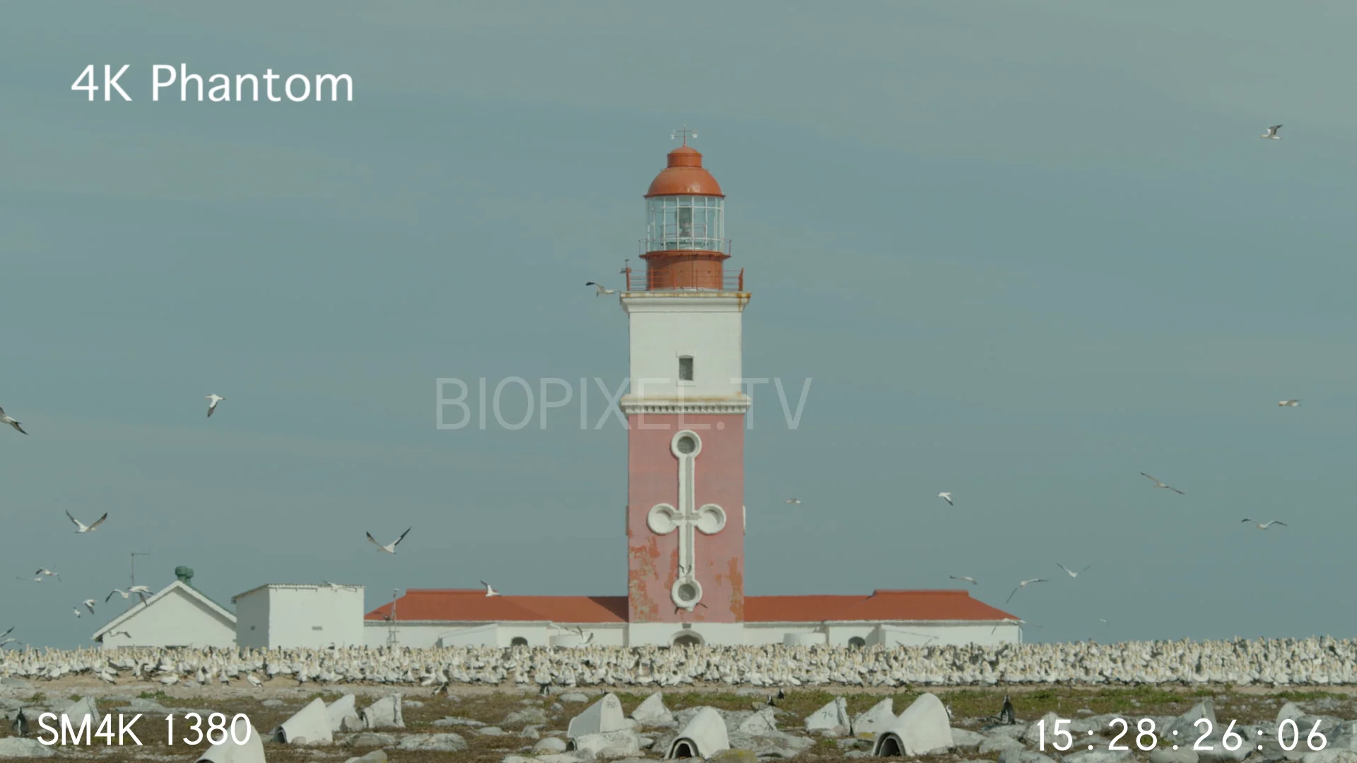 Bird Highspeed Cape on bird Island South Africa slow motion