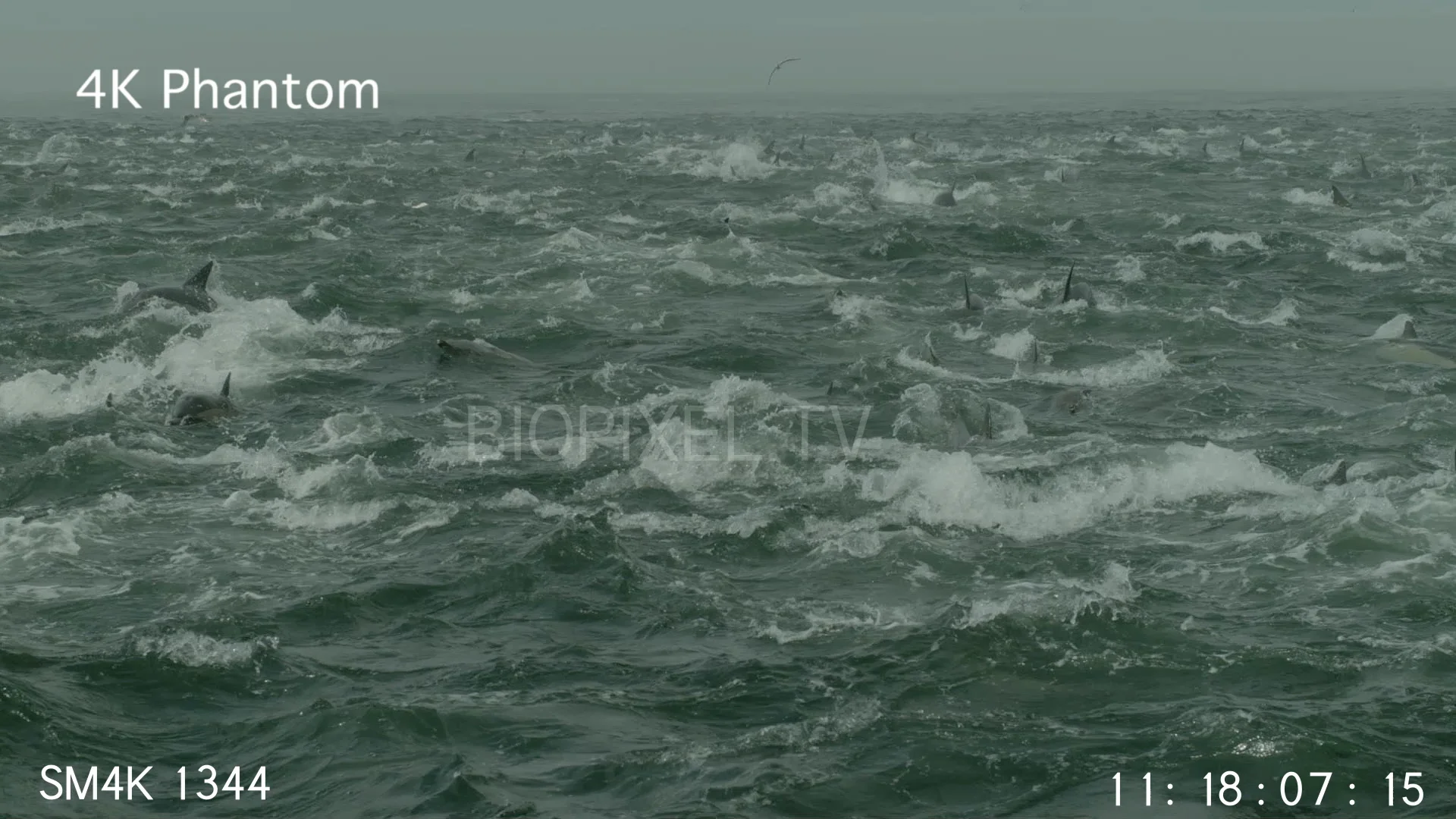 Marine Mammals Super pod of common dolphins swirling in feeding ball