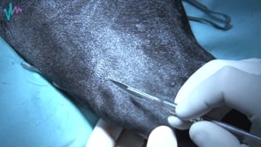 Ruptura ligamento cruzado anterior (técnica extracapsular)