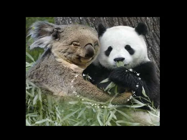 Reporter tricked into believing she's holding a venomous koala bear