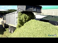 Calidad vs. cantidad