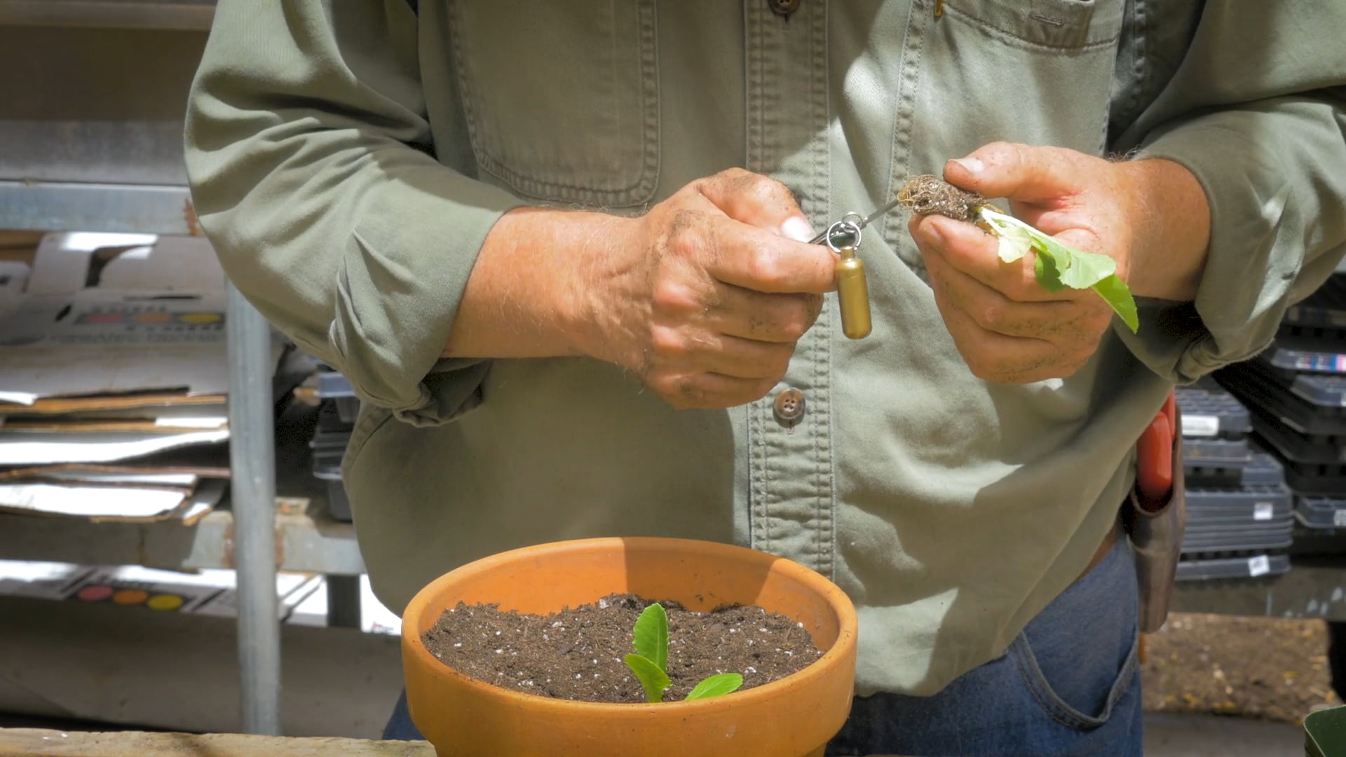 David King pt. 2 - Transplanting Seedlings & Watering