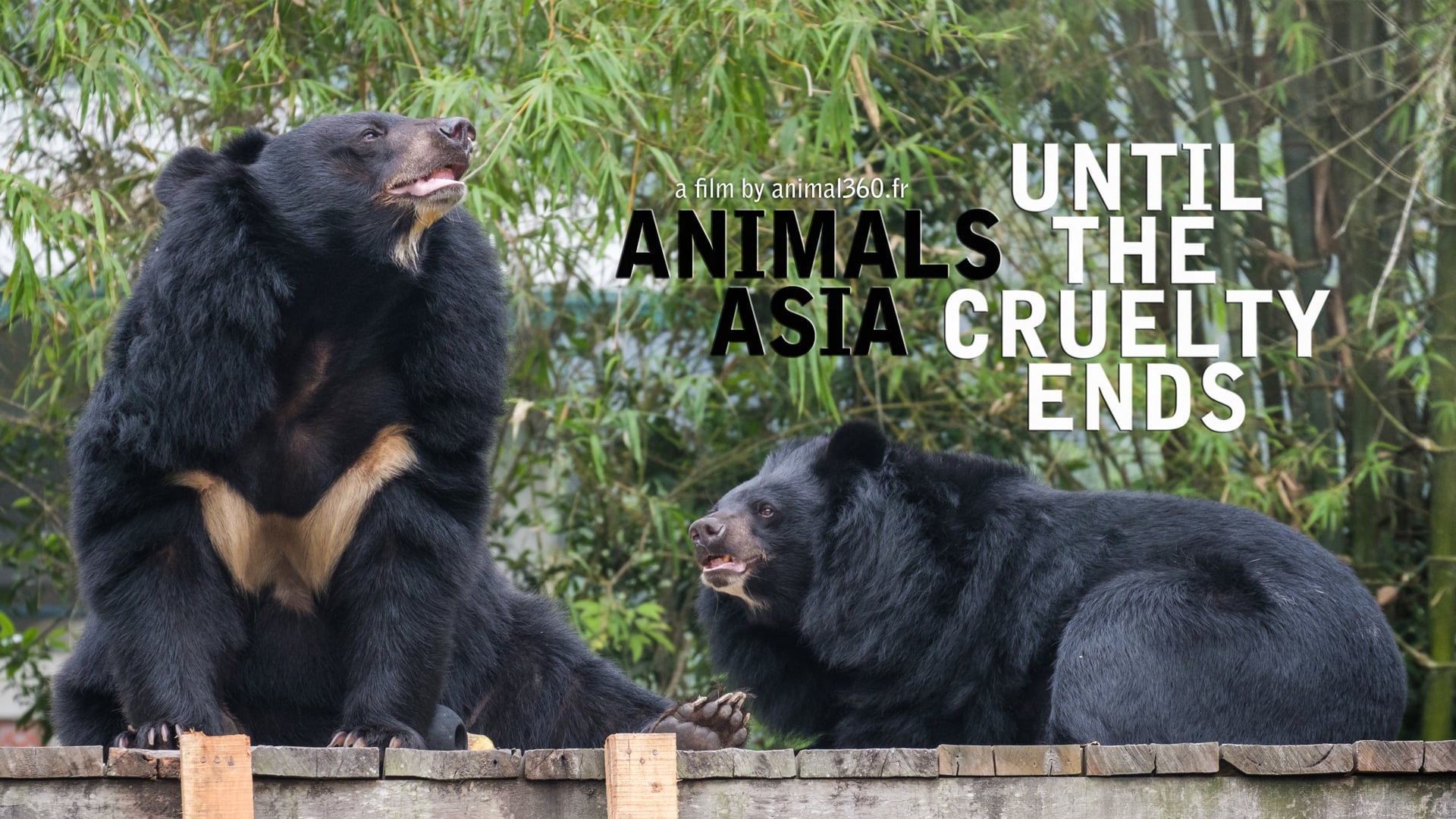 Animals Asia : until the cruelty ends