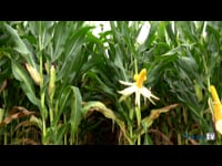 El desarrollo genético de las variedades