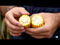 La división y evaluación de las variedades