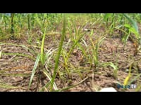 Cómo prevenir la presencia de plagas: la agronomía (II)