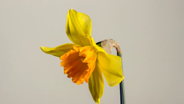 20+ Free Daffodils & Bloom Videos, HD & 4K Clips - Pixabay 20+ Free Daffodils & Bloom Videos, HD & 4K Clips - Pixabay