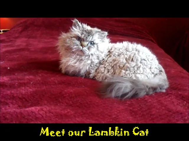 lambkin cat