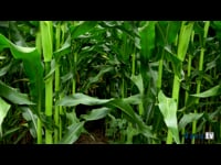 Cómo prevenir la presencia de plagas: la agronomía (I)