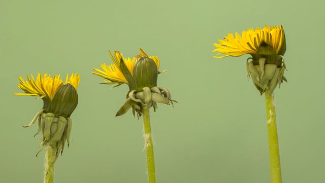 Danilione Xx Video - Dandelion Videos: Download 206+ Free 4K & HD Stock Footage Clips - Pixabay