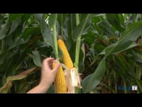 El cambio climático (II): el crecimiento de la fauna salvaje