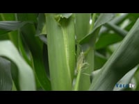 La instalación de sistemas de riego