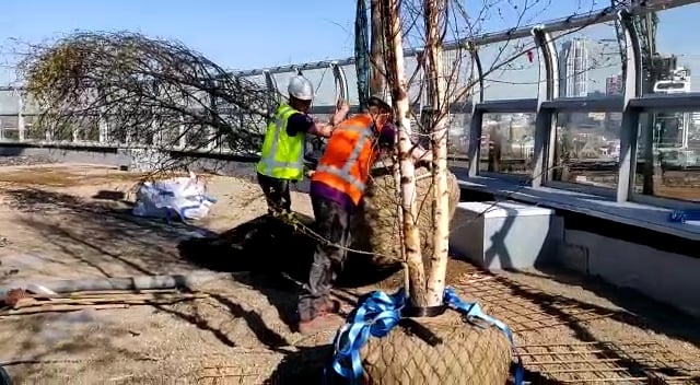 Plaatsen bomen op dak depot