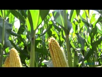 Transferir los resultados de experimentación al sector