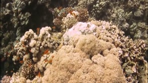 Top 5 Deadliest Sea Creatures