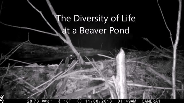 Diversity of Life at a Beaver Pond