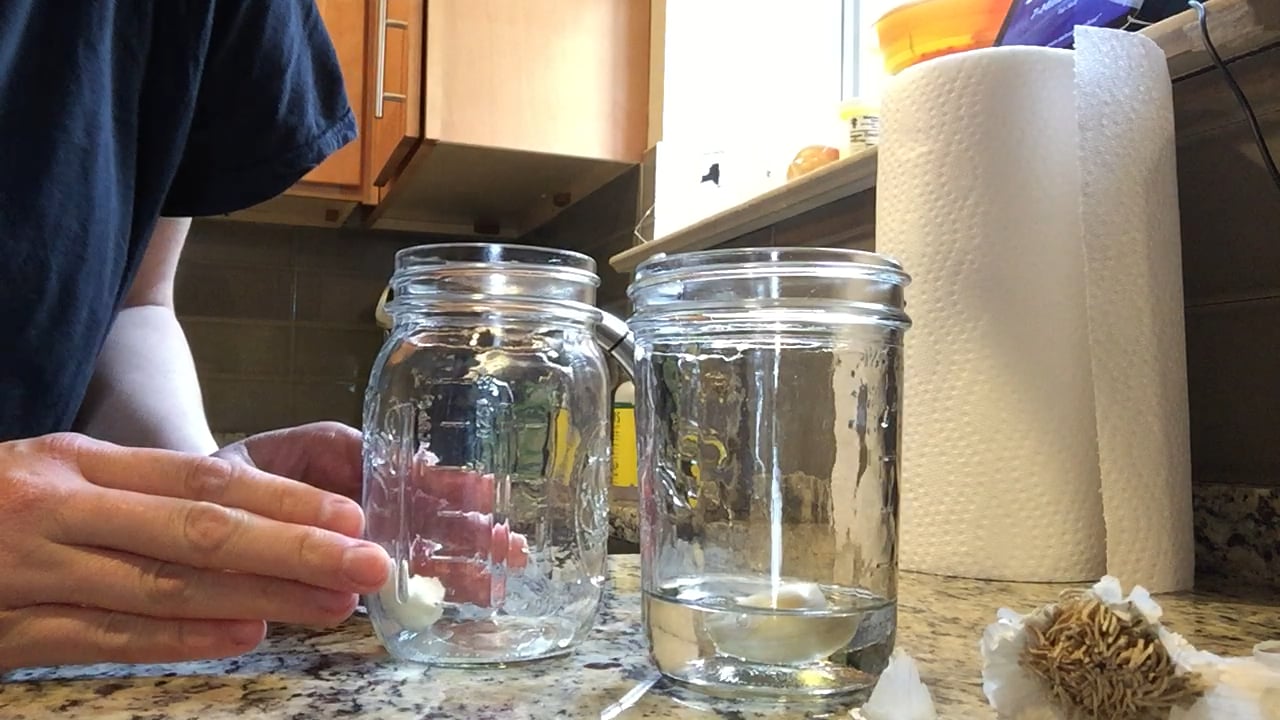 Kindergarten Garlic Experiment