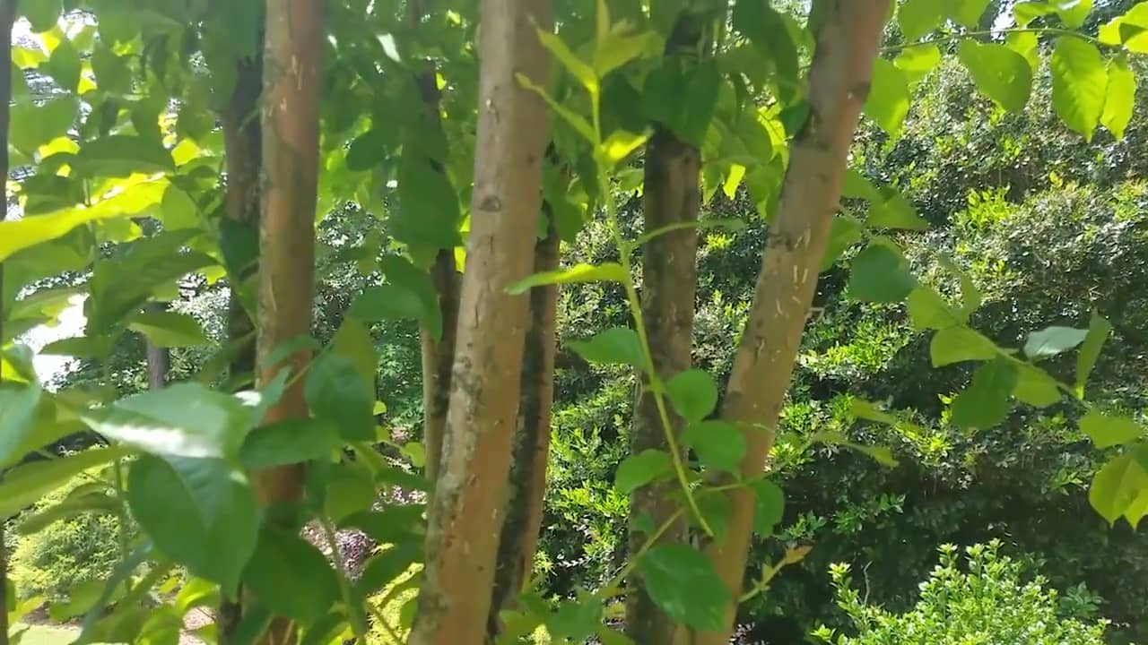 ArborNomics How to Identify and Treat Ambrosia Beetles on Crepe