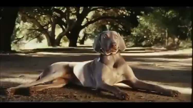 Pedigree best sale dog commercial