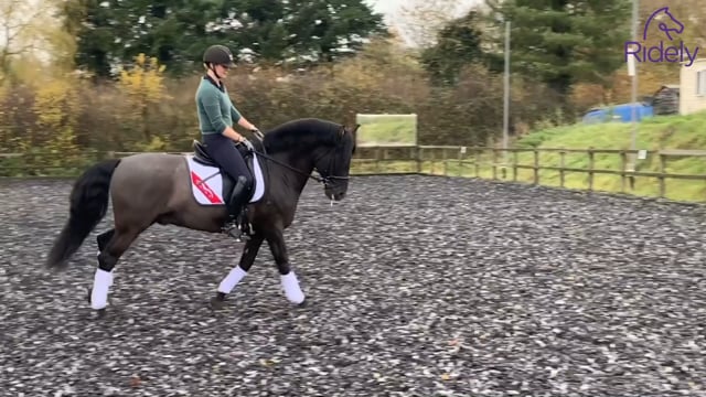 Developing the canter