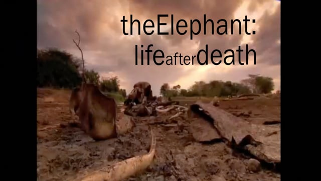 Tigress Elephant Edit