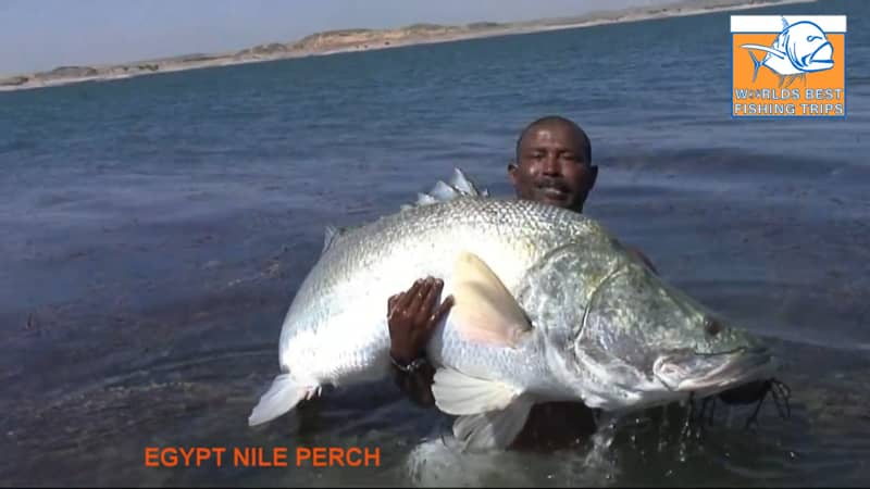 Egypt Nile Perch