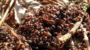 wood ants, ants, creepy-crawlies