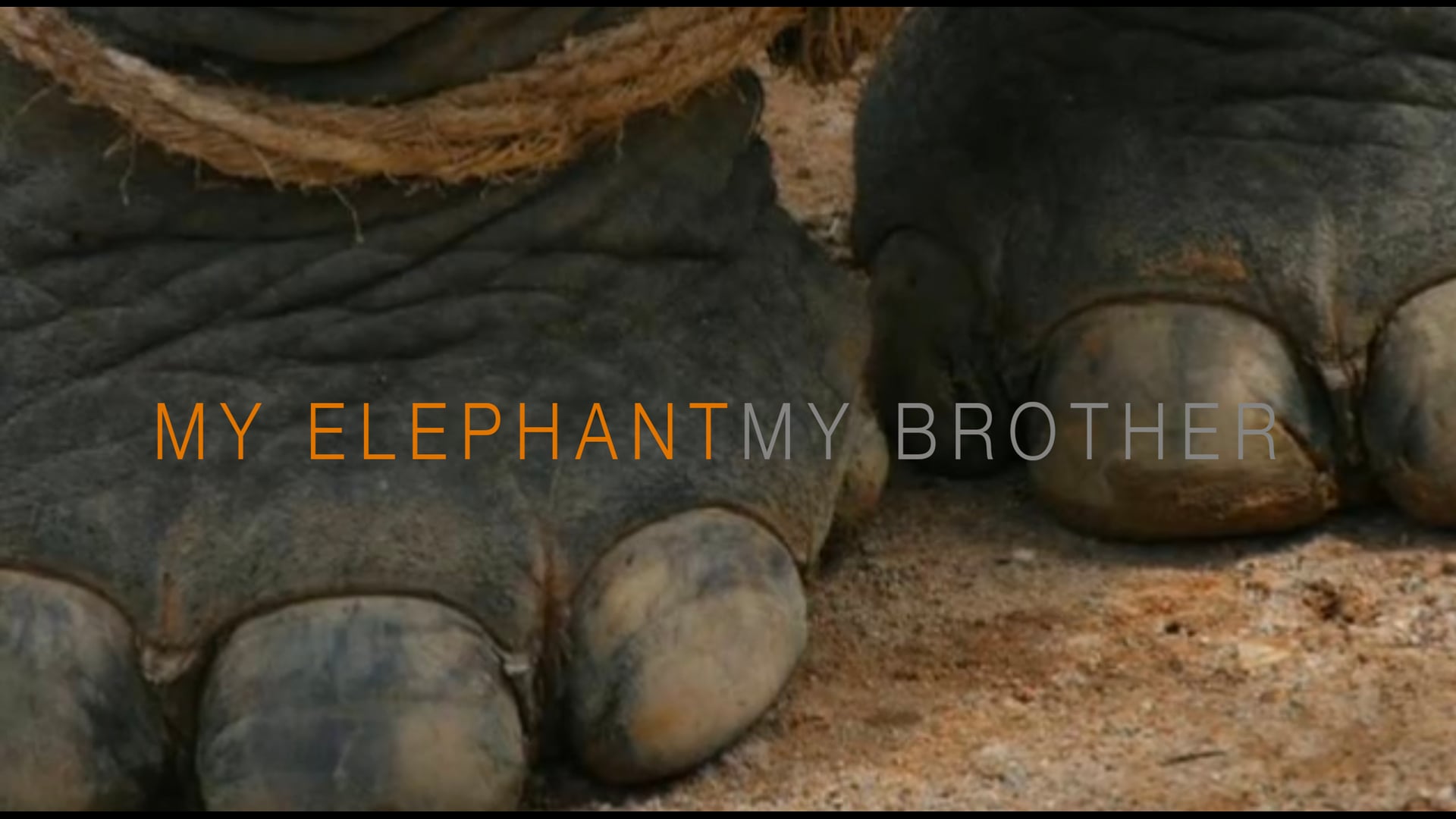 My Elephant, My Brother