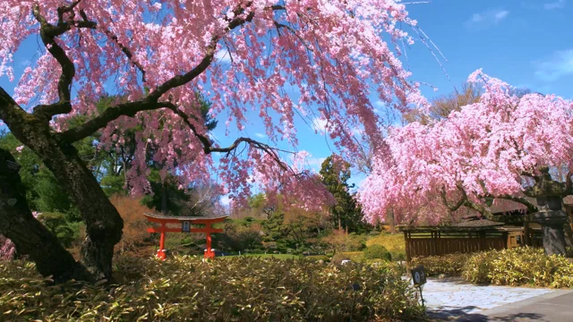 Cherry blossoms bloom for spring at the Brooklyn Botanic Garden