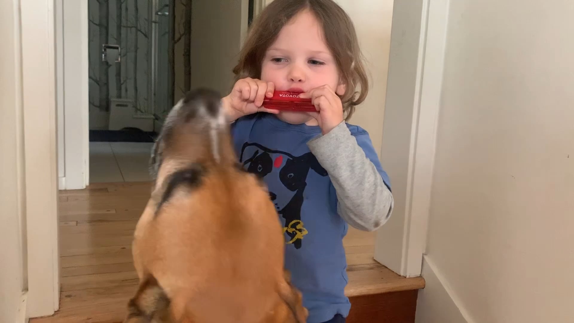 Harmonica Dog! on Vimeo