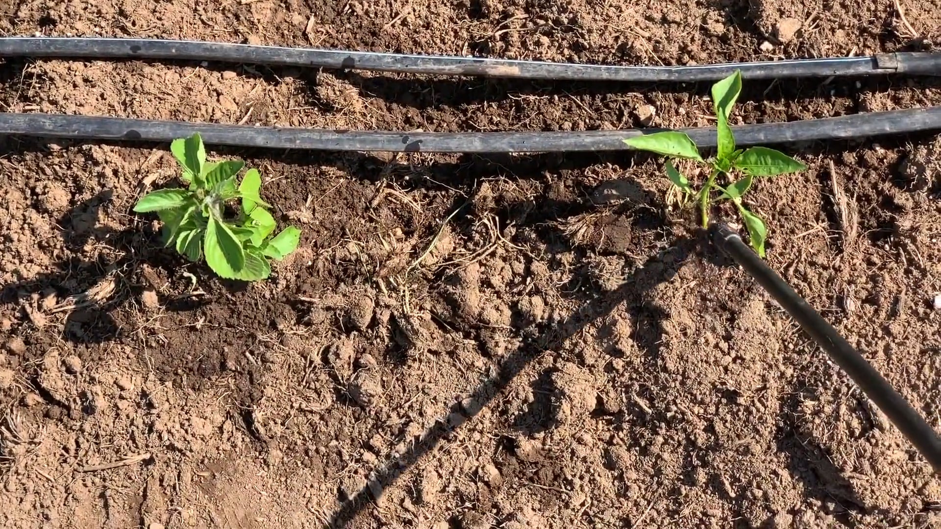 A Documentary on Plant Intelligence and Ethnobotany