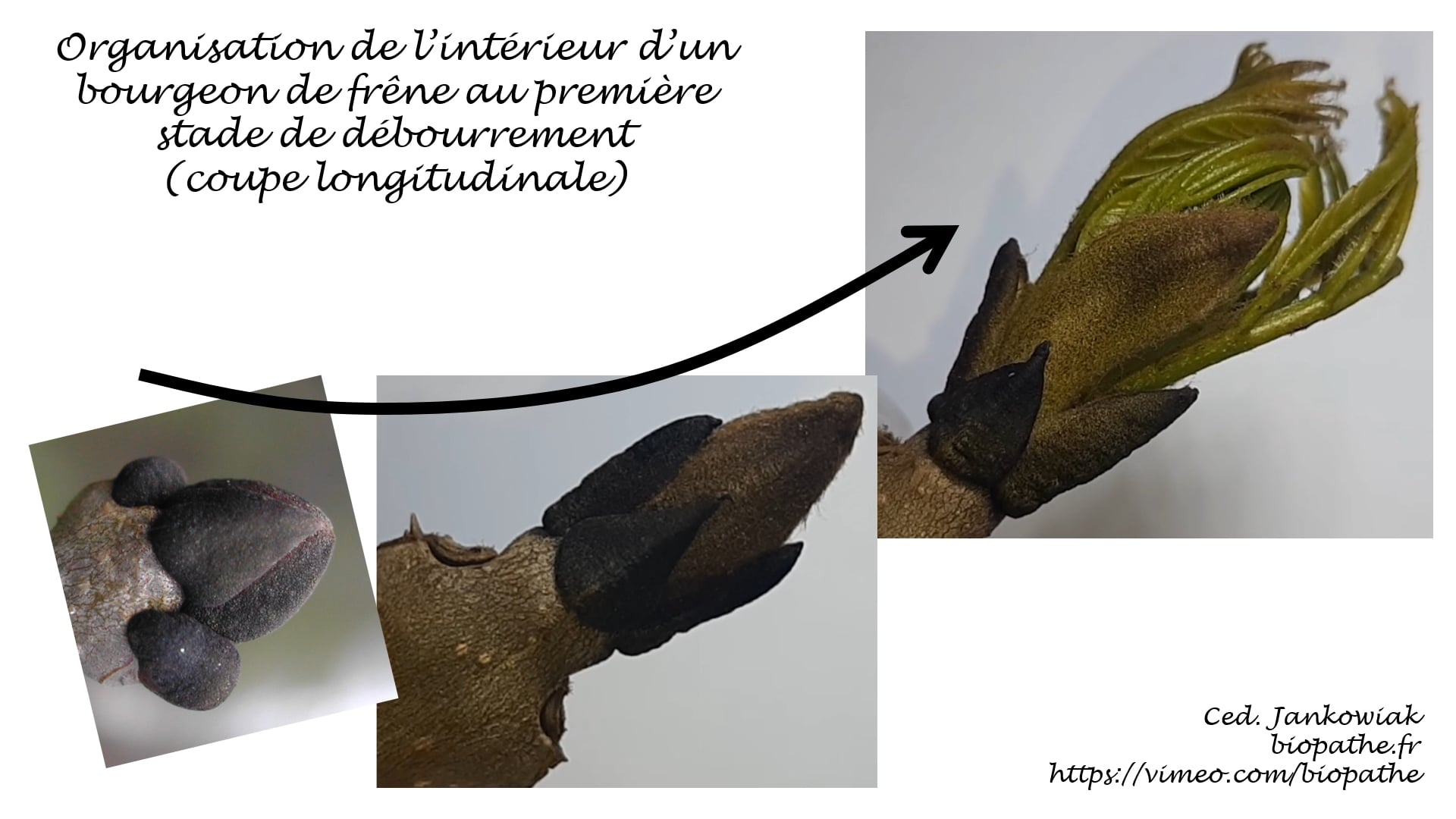Ensemble de 3 pièces Heddon, Big Bud et 2 autres types