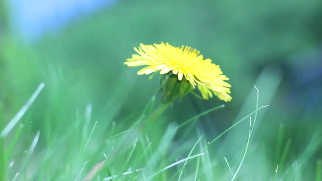 70以上の無料タンポポ 花動画 Hd 4kクリップ Pixabay